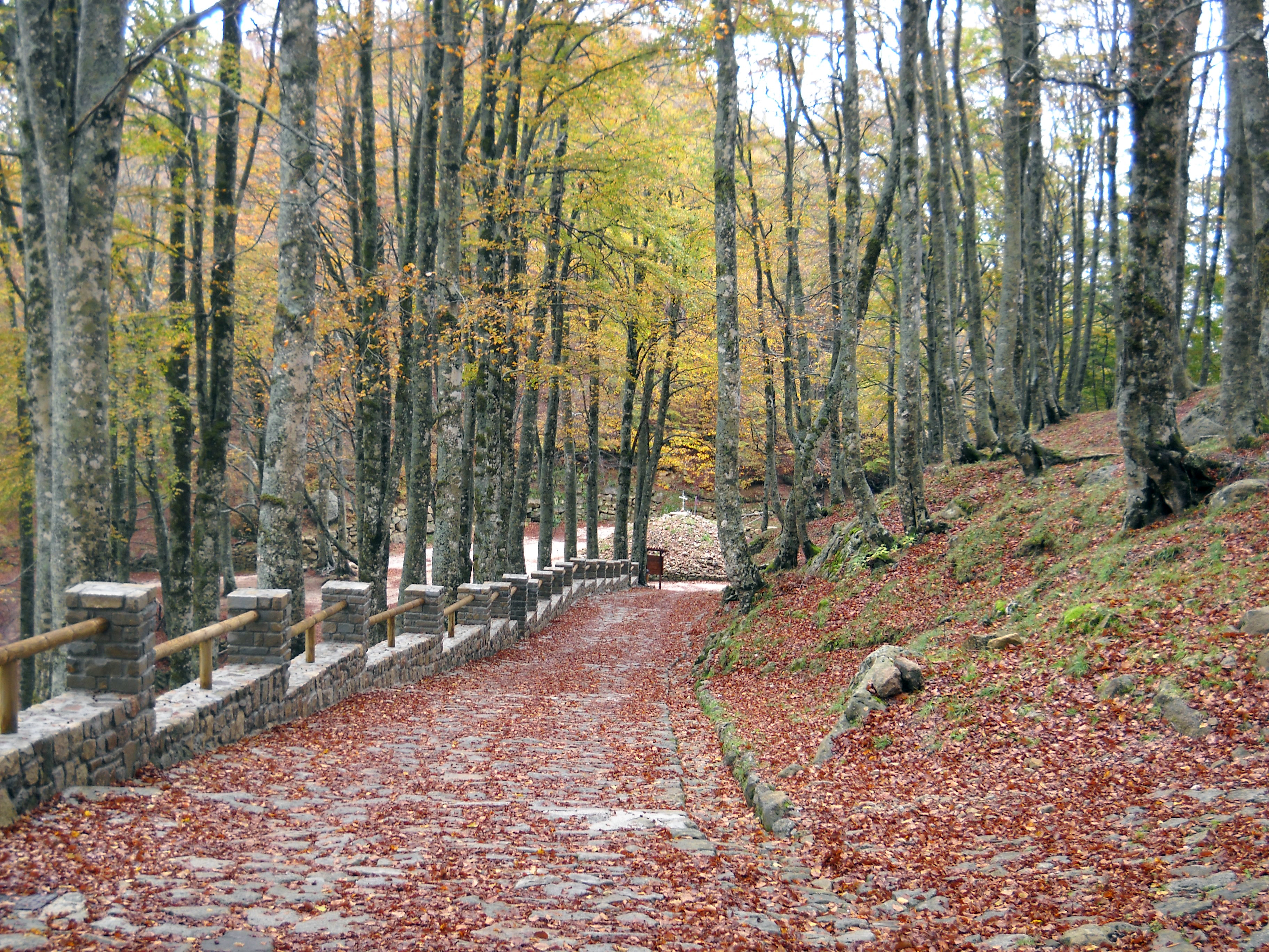 Country lane